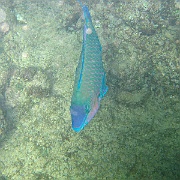 Picture 071